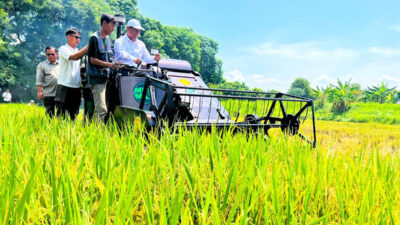 Perkembangan Sektor Pertanian sebagai Penopang Ekonomi Nasional