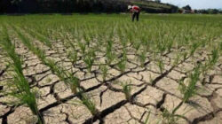 Dampak Perubahan Iklim terhadap Sektor Nasional: Ancaman Nyata bagi Ekonomi dan Kehidupan Masyarakat