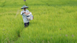 Kebijakan Baru untuk Mendukung Petani Lokal, Pemerintah Perkuat Ketahanan Pangan Nasional