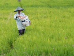 Kebijakan Baru untuk Mendukung Petani Lokal, Pemerintah Perkuat Ketahanan Pangan Nasional
