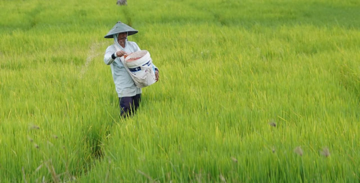 Kebijakan Baru untuk Mendukung Petani Lokal, Pemerintah Perkuat Ketahanan Pangan Nasional